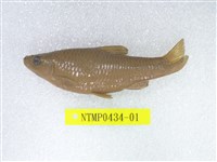 藏品(羅漢魚)的圖片